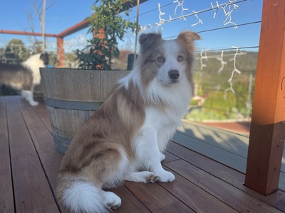 Rocket (Thomarose Rocket Man - Retired)