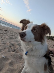 Nala (Kaleasco Queen B - Retired)